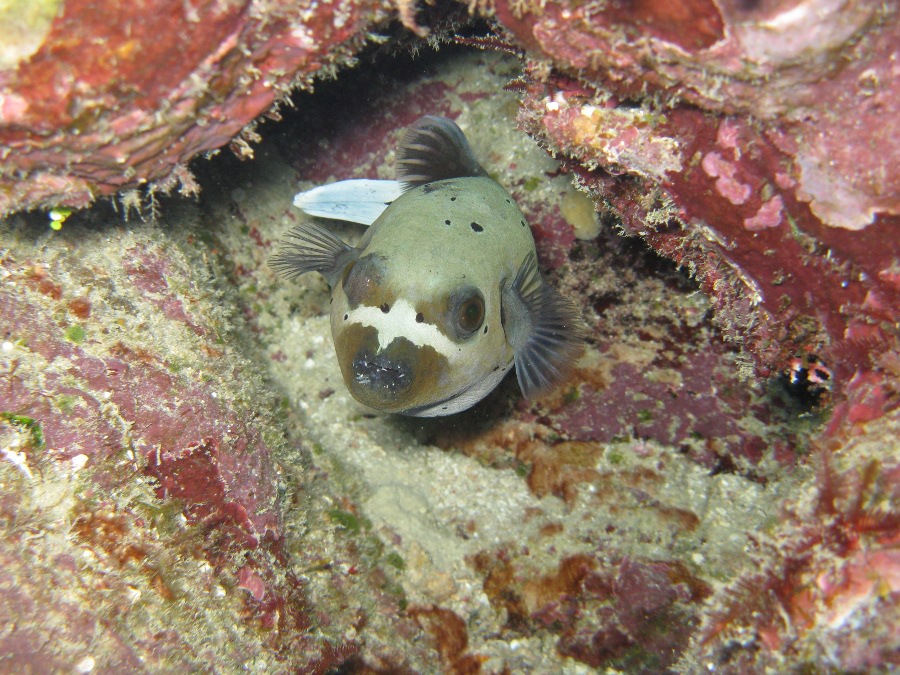 Dive Photos/2009-07 Great Barrier Reef/img_0953.jpg